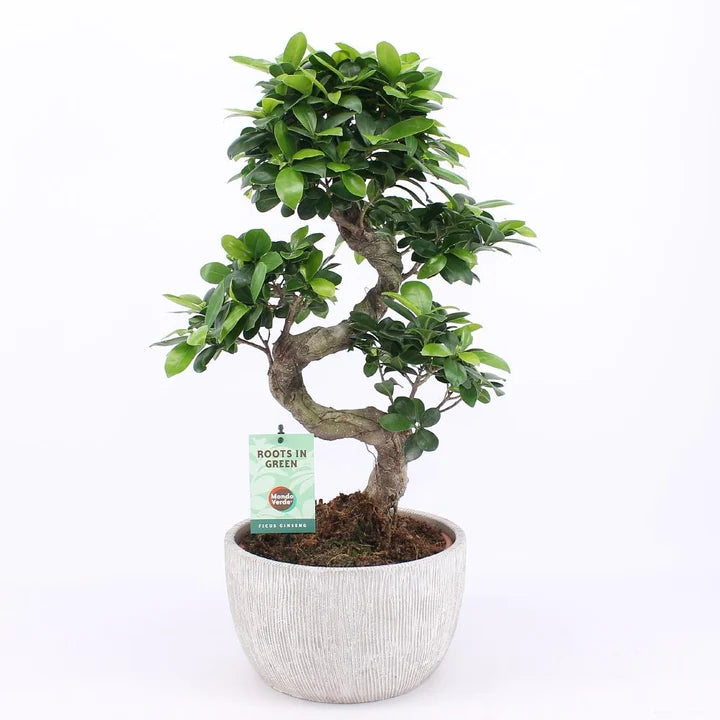 Nog meer bloeiend nieuws. Ontdek nu ook onze nieuwe collectie kamerplanten