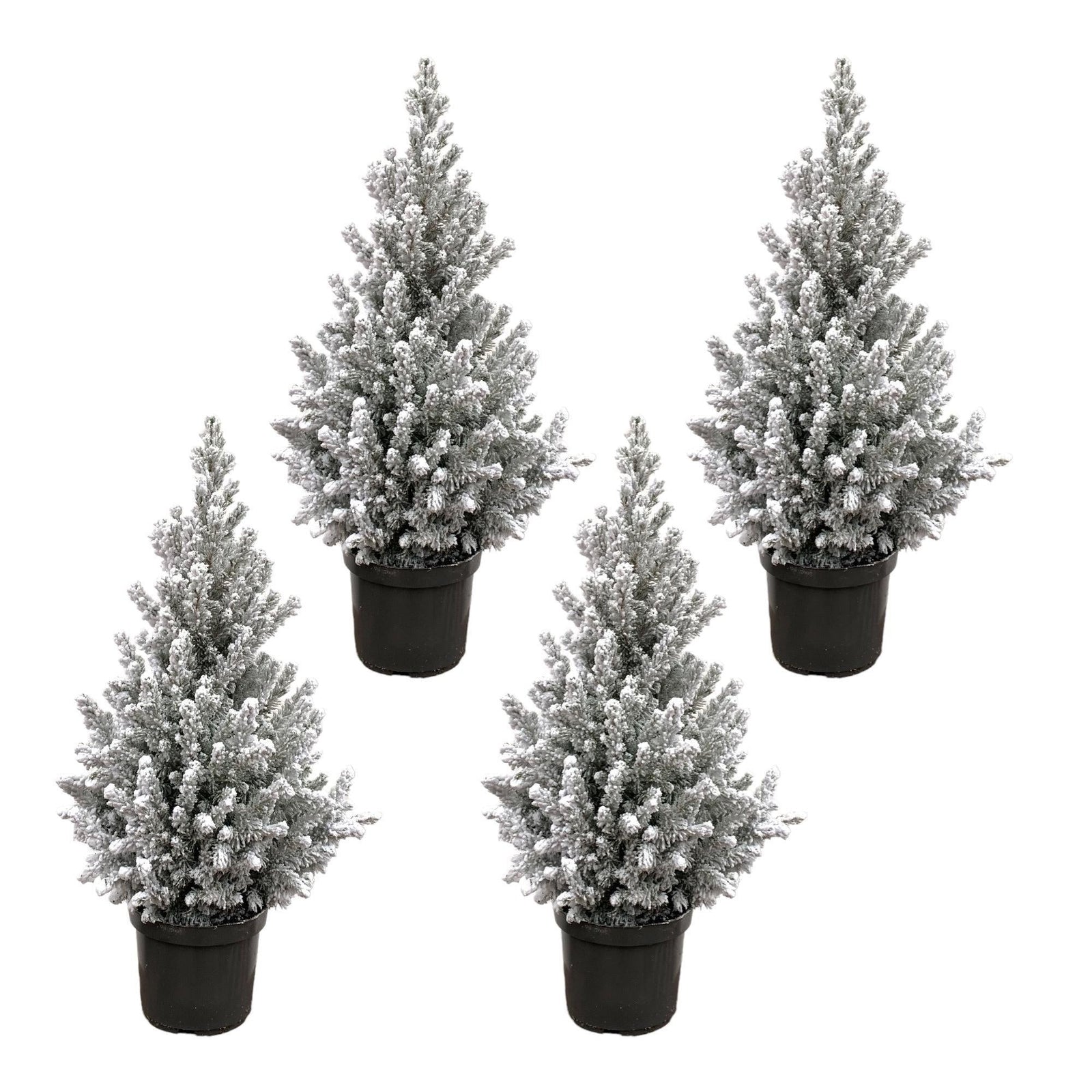 Kleine Picea kerstbomen