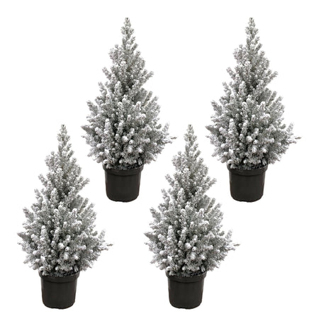 Kleine Picea kerstbomen