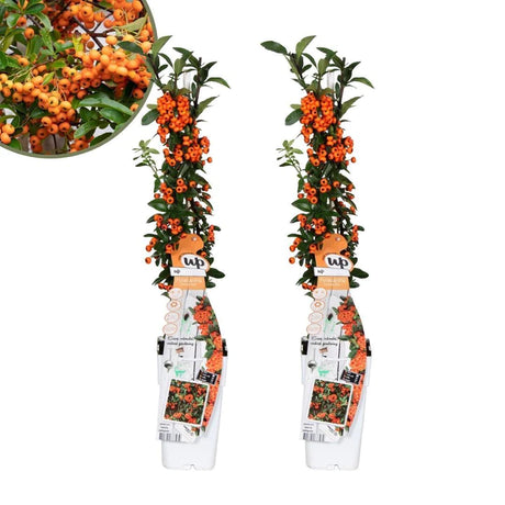 Pyracantha coccinea 'Orange Star'