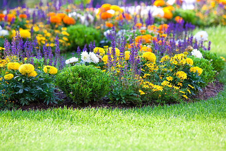 Waarom tuinplanten planten in de herfst?