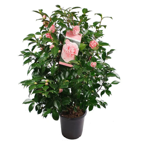 Bloeiend Nieuws: Ontdek Onze Nieuwe Tuinplanten!