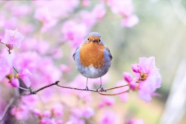 Tuinieren in Februari: Voorbereiding op het Lente Seizoen