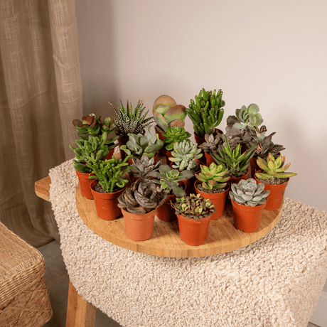 Succulenten: stijlvolle en makkelijke kamerplanten