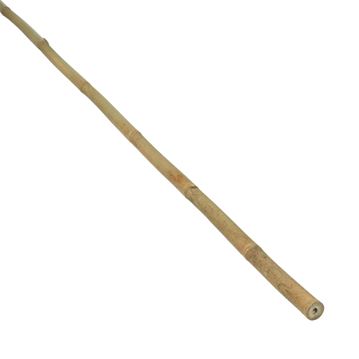 Bamboestok Tonkin Ø 18/20 mm 244 cm lang - Plantenstokken