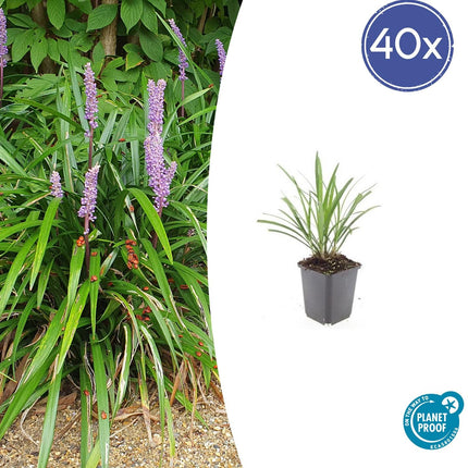 40x Liriope muscari 'Ingwersen' - ↕10-25cm - Ø9cm