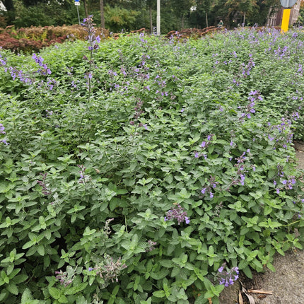 40x Nepeta 'Walker's Low' - ↕10-25cm - Ø9cm