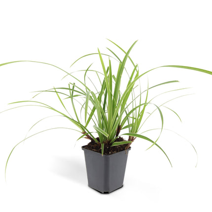 40x Carex morrowii 'Ice Dance' - ↕10-25cm - Ø9cm - Bonte Zegge