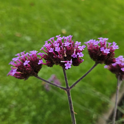 40x Verbena bonariensis - ↕10-25cm - Ø9cm