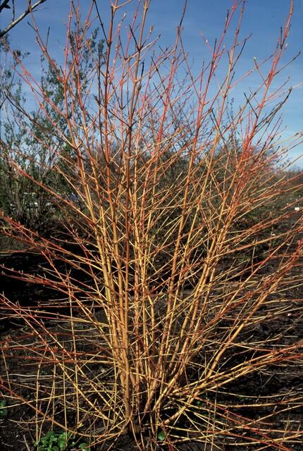 40x Cornus sang. 'Anny's Winter Orange' - ↕10-25cm - Ø9cm