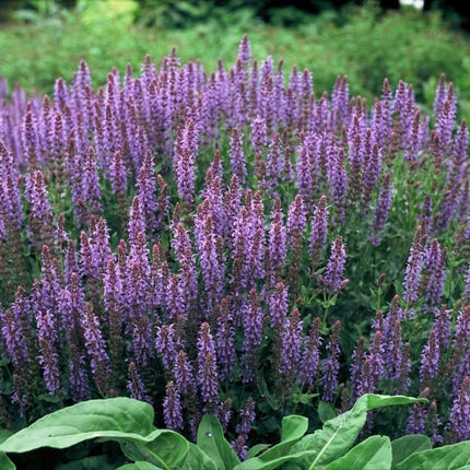 40x Salvia nem. 'Caradonna' - ↕10-25cm - Ø9cm