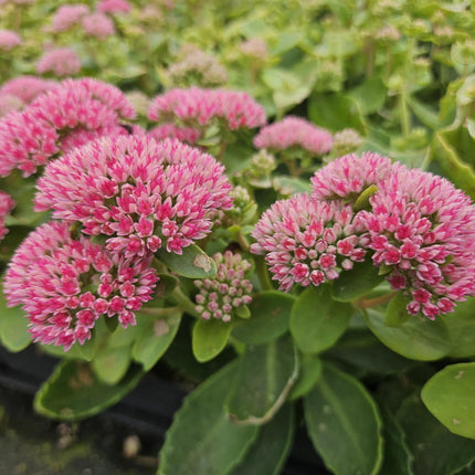 40x Sedum 'Herbstfreude' - ↕10-25cm - Ø9cm