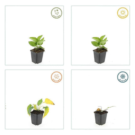 40x Rudbeckia fulgida 'Goldsturm' - ↕10-25cm - Ø9cm
