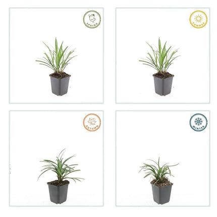 40x Liriope muscari 'Ingwersen' - ↕10-25cm - Ø9cm
