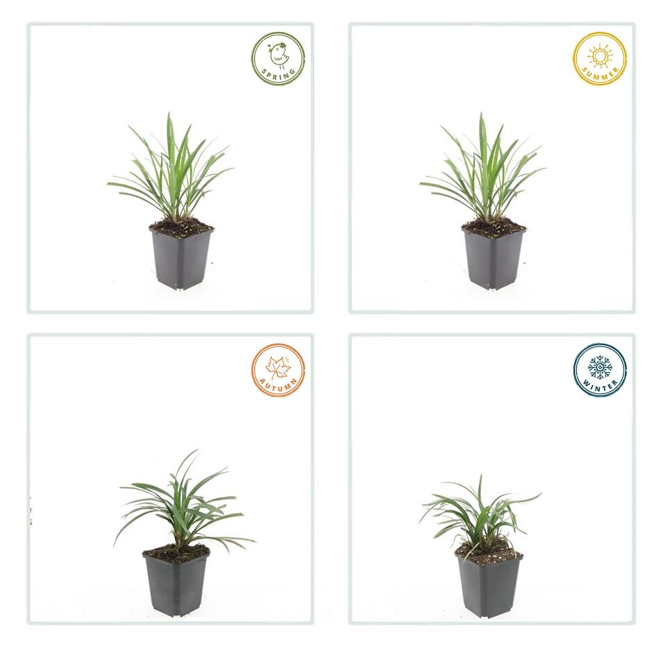 40x Liriope muscari 'Ingwersen' - ↕10-25cm - Ø9cm