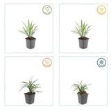 40x Liriope muscari 'Ingwersen' - ↕10-25cm - Ø9cm