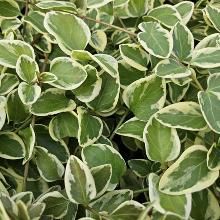 40x Vinca major 'Variegata' - ↕10-25cm - Ø9cm
