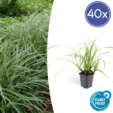 40x Carex morrowii 'Ice Dance' - ↕10-25cm - Ø9cm - Bonte Zegge
