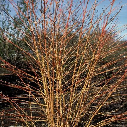 40x Cornus sang. 'Midwinter Fire' - ↕10-25cm - Ø9cm