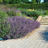 40x Nepeta 'Six Hills Giant' - ↕10-25cm - Ø9cm