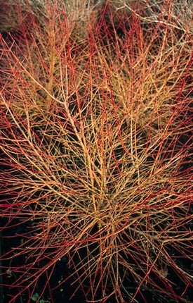 40x Cornus sang. 'Anny's Winter Orange' - ↕10-25cm - Ø9cm