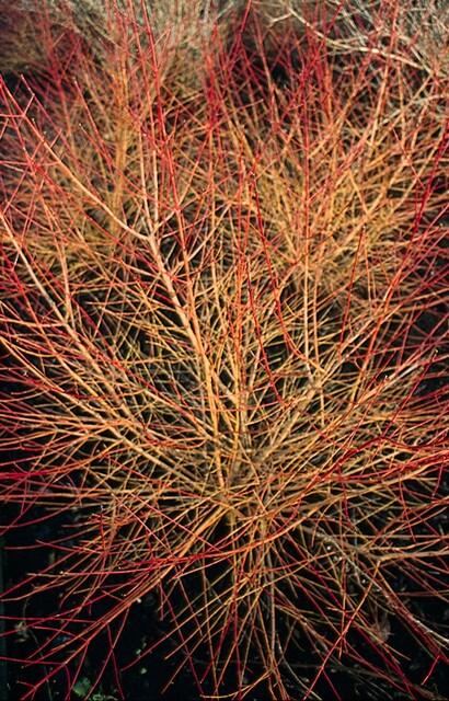 40x Cornus sang. 'Anny's Winter Orange' - ↕10-25cm - Ø9cm