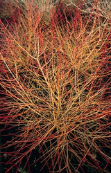 40x Cornus sang. 'Anny's Winter Orange' - ↕10-25cm - Ø9cm