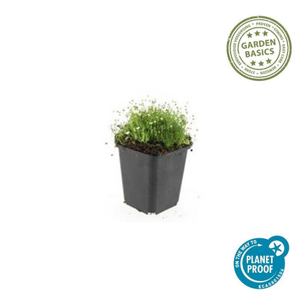 40x Sagina subulata - ↕10-25cm - Ø9cm