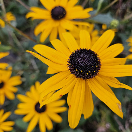 40x Rudbeckia fulgida 'Goldsturm' - ↕10-25cm - Ø9cm