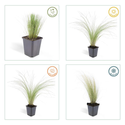 40x Stipa tenuissima 'Ponytails' - ↕10-25cm - Ø9cm - Siergras