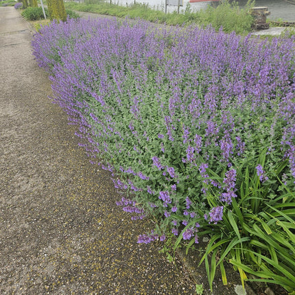 40x Nepeta 'Walker's Low' - ↕10-25cm - Ø9cm