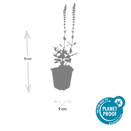 40x Salvia nem. 'Caradonna' - ↕10-25cm - Ø9cm