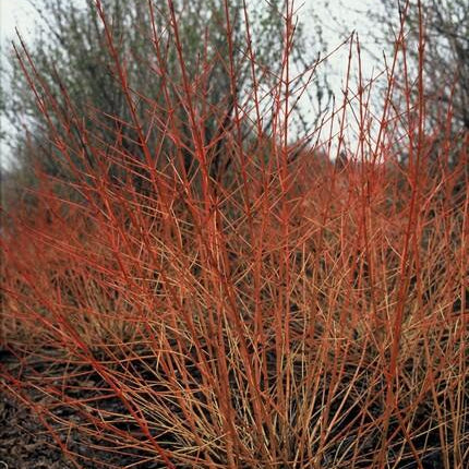 40x Cornus sang. 'Midwinter Fire' - ↕10-25cm - Ø9cm