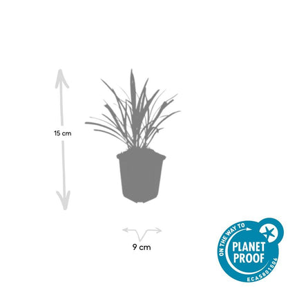 40x Liriope muscari 'Ingwersen' - ↕10-25cm - Ø9cm