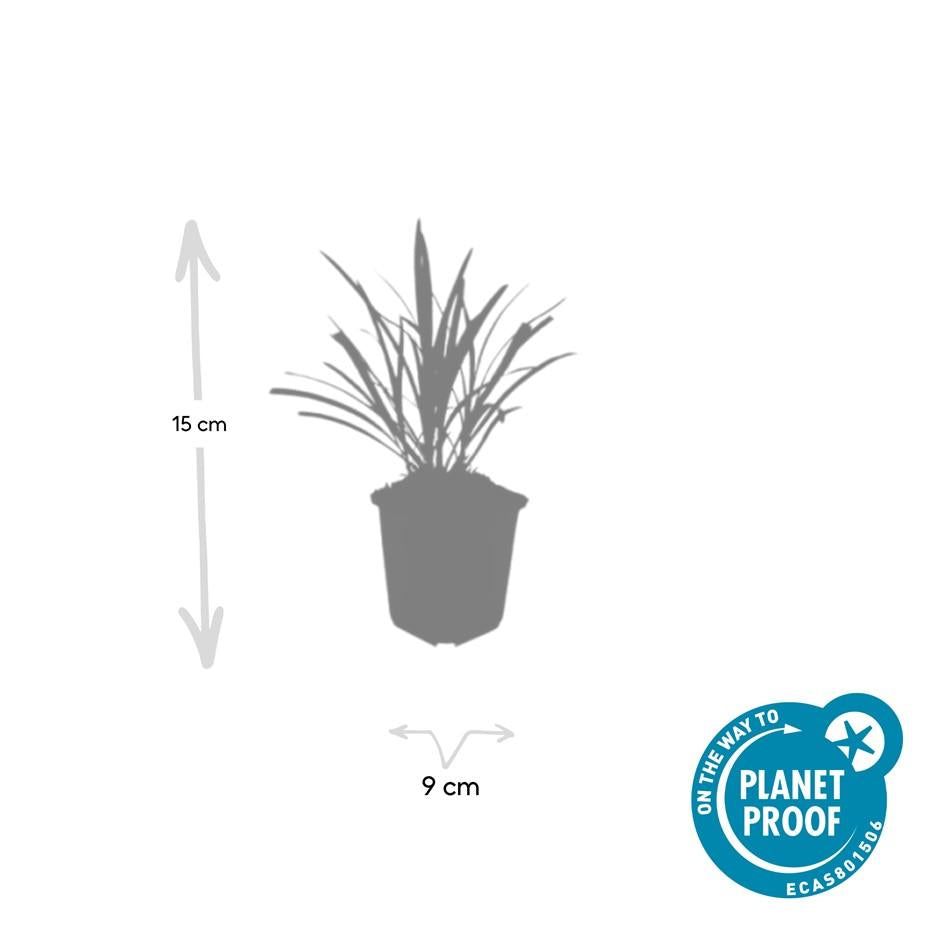 40x Liriope muscari 'Ingwersen' - ↕10-25cm - Ø9cm