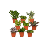 Succulenten Mix - 18 stuks - 10 cm - Ø8,5 - 9