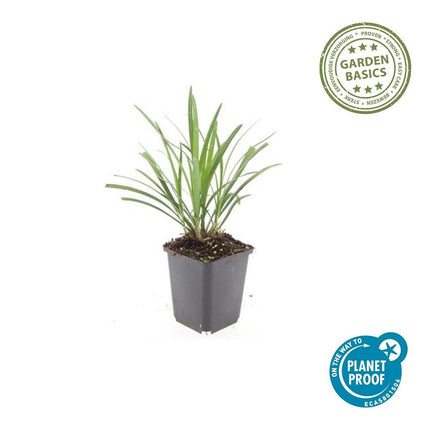40x Liriope muscari 'Ingwersen' - ↕10-25cm - Ø9cm