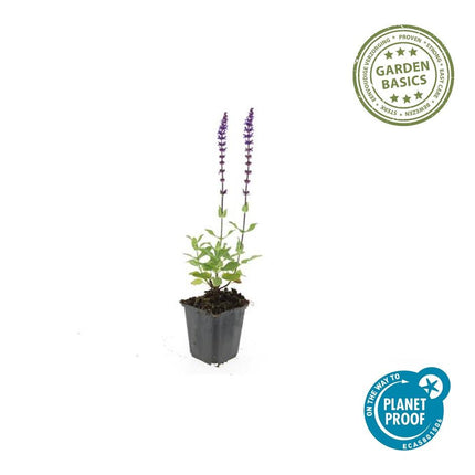 40x Salvia nem. 'Caradonna' - ↕10-25cm - Ø9cm