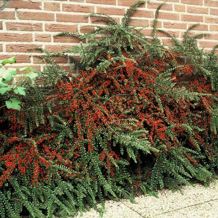 40x Cotoneaster horizontalis - ↕10-25cm - Ø9cm