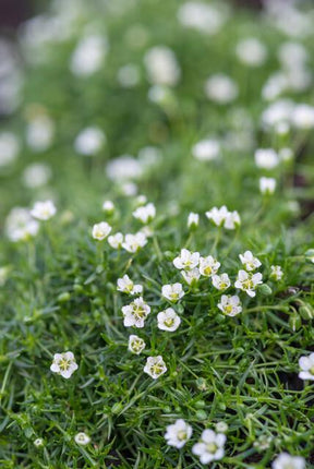 40x Sagina subulata - ↕10-25cm - Ø9cm