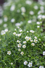 40x Sagina subulata - ↕10-25cm - Ø9cm