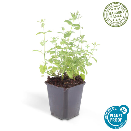 40x Nepeta 'Six Hills Giant' - ↕10-25cm - Ø9cm