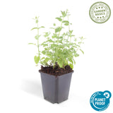 40x Nepeta 'Six Hills Giant' - ↕10-25cm - Ø9cm