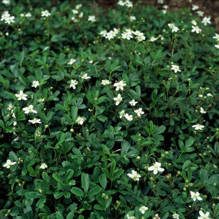 40x Potentilla tridentata 'Nuuk' - ↕10-25cm - Ø9cm