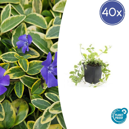 40x Vinca minor 'Aureovariegata' - ↕10-25cm - Ø9cm