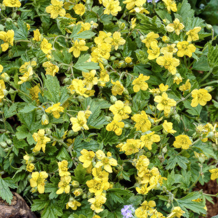 40x Waldsteinia ternata - ↕10-25cm - Ø9cm