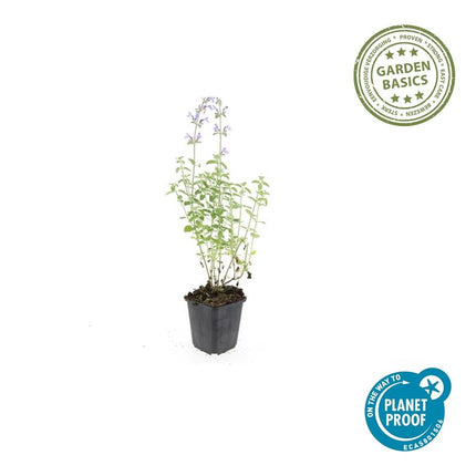 40x Nepeta 'Walker's Low' - ↕10-25cm - Ø9cm
