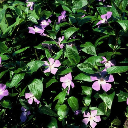 40x Vinca major - ↕10-25cm - Ø9cm