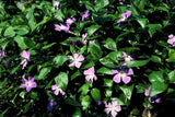 40x Vinca major - ↕10-25cm - Ø9cm