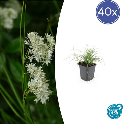 40x Luzula nivea - ↕10-25cm - Ø9cm